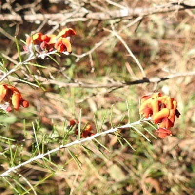 Dillwynia sp. Yetholme (P.C.Jobson 5080) NSW Herbarium at Kambah, ACT - 9 Sep 2024 by HelenCross