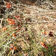 Dillwynia sp. Yetholme (P.C.Jobson 5080) NSW Herbarium at Kambah, ACT - 9 Sep 2024