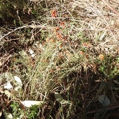 Dillwynia sp. Yetholme (P.C.Jobson 5080) NSW Herbarium at Kambah, ACT - 9 Sep 2024