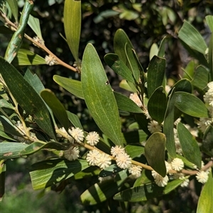 Acacia melanoxylon at Bandiana, VIC - 8 Sep 2024