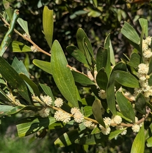 Acacia melanoxylon at Bandiana, VIC - 8 Sep 2024