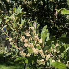 Acacia melanoxylon at Bandiana, VIC - 8 Sep 2024