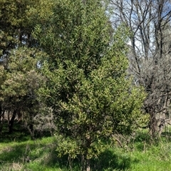 Acacia melanoxylon at Bandiana, VIC - 8 Sep 2024