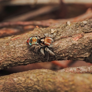 Maratus calcitrans at Aranda, ACT - suppressed