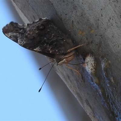 Vanessa itea (Yellow Admiral) at Kambah, ACT - 9 Sep 2024 by HelenCross