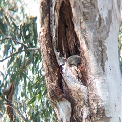 Trichosurus vulpecula at Bandiana, VIC - 8 Sep 2024 11:50 AM