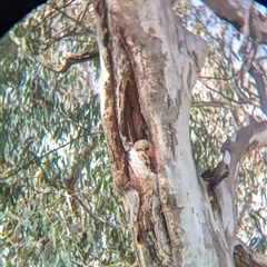 Trichosurus vulpecula at Bandiana, VIC - 8 Sep 2024 11:50 AM