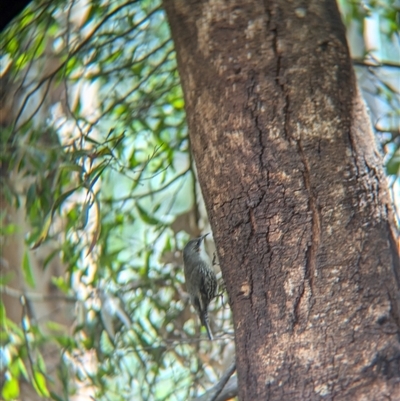 Cormobates leucophaea (White-throated Treecreeper) at Bandiana, VIC - 8 Sep 2024 by Darcy