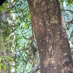 Cormobates leucophaea at Bandiana, VIC - 8 Sep 2024 12:48 PM