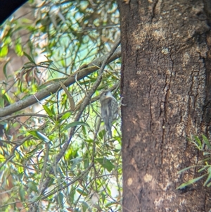 Cormobates leucophaea at Bandiana, VIC - 8 Sep 2024