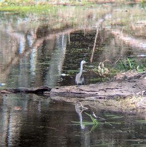 Egretta novaehollandiae at Bonegilla, VIC - 8 Sep 2024 01:43 PM