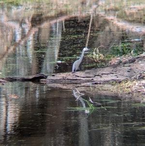 Egretta novaehollandiae at Bonegilla, VIC - 8 Sep 2024