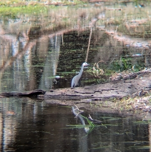 Egretta novaehollandiae at Bonegilla, VIC - 8 Sep 2024