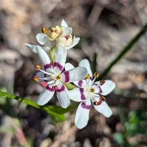 Wurmbea dioica subsp. dioica at Kambah, ACT - 9 Sep 2024 02:49 PM