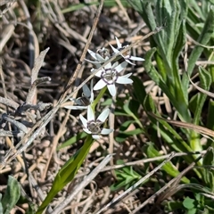 Wurmbea dioica subsp. dioica at Kambah, ACT - 9 Sep 2024