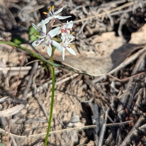 Wurmbea dioica subsp. dioica at Kambah, ACT - 9 Sep 2024