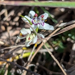 Wurmbea dioica subsp. dioica at Kambah, ACT - 9 Sep 2024