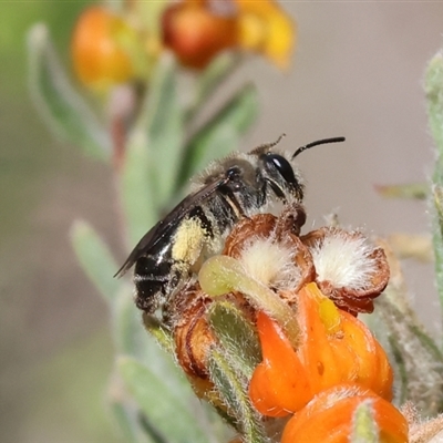 Unidentified Bee (Hymenoptera, Apiformes) at Albury, NSW - 9 Sep 2024 by KylieWaldon