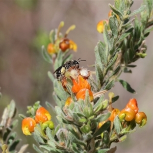 Unidentified at suppressed - 9 Sep 2024