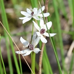 Wurmbea dioica subsp. dioica (Early Nancy) at Glenroy, NSW - 9 Sep 2024 by KylieWaldon