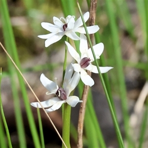 Wurmbea dioica subsp. dioica at Glenroy, NSW - 9 Sep 2024