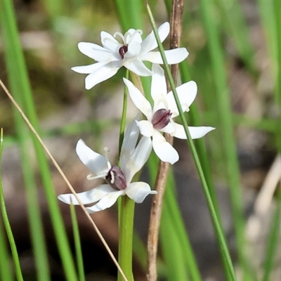 Wurmbea dioica subsp. dioica (Early Nancy) at Glenroy, NSW - 9 Sep 2024 by KylieWaldon