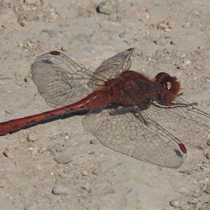 Diplacodes bipunctata at Googong, NSW - 9 Sep 2024