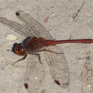 Diplacodes bipunctata at Googong, NSW - 9 Sep 2024