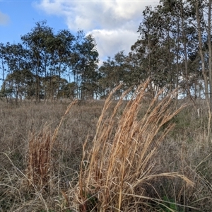 Andropogon virginicus at Bango, NSW - 9 Sep 2024