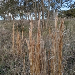 Andropogon virginicus at Bango, NSW - 9 Sep 2024