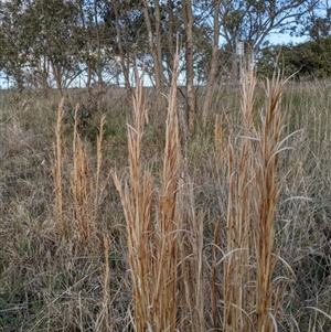 Andropogon virginicus at Bango, NSW - 9 Sep 2024