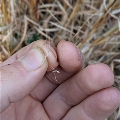 Andropogon virginicus at Bango, NSW - 9 Sep 2024