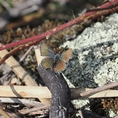 Paralucia crosbyi (Violet Copper Butterfly) by RAllen