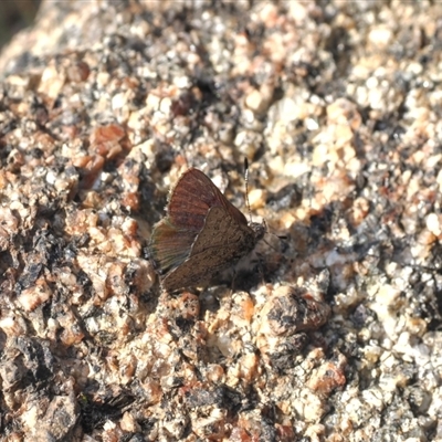 Paralucia crosbyi (Violet Copper Butterfly) at Booth, ACT - 5 Sep 2024 by RAllen