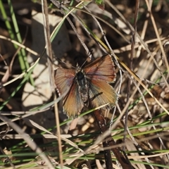 Paralucia crosbyi (Violet Copper Butterfly) at Booth, ACT - 5 Sep 2024 by RAllen