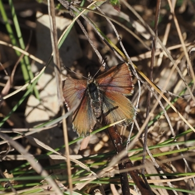 Paralucia crosbyi (Violet Copper Butterfly) by RAllen