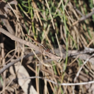 Diplacodes bipunctata (Wandering Percher) at Yarrangobilly, NSW - 6 Sep 2024 by RAllen