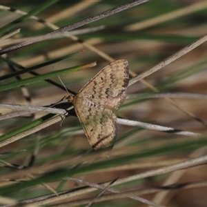 Scopula rubraria at Yarrangobilly, NSW - 6 Sep 2024 10:52 AM