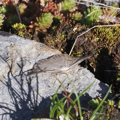 Casbia ochthadia (Mountain Casbia) at Yarrangobilly, NSW - 6 Sep 2024 by RAllen