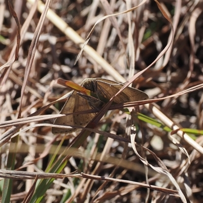 Geometridae (family) at Yarrangobilly, NSW - 6 Sep 2024 by RAllen