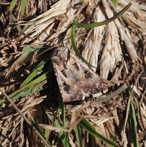 Agrotis munda at Yarrangobilly, NSW - 6 Sep 2024