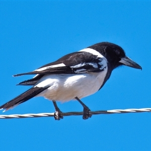 Cracticus nigrogularis at Three Moon, QLD - 19 Jul 2024