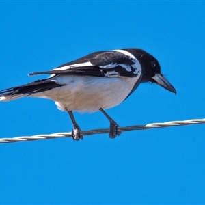 Cracticus nigrogularis at Three Moon, QLD - 19 Jul 2024