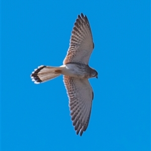 Falco cenchroides at Three Moon, QLD - 19 Jul 2024 12:30 PM