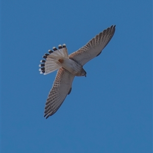 Falco cenchroides at Three Moon, QLD - 19 Jul 2024