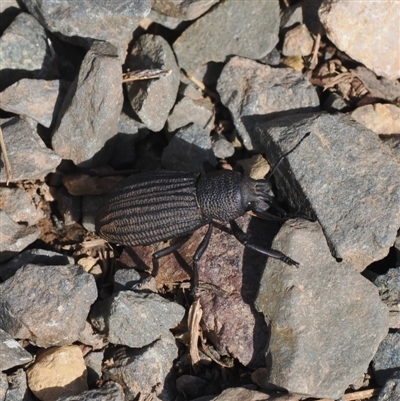 Amycterus sp. (genus) (Ground weevil) at Pinbeyan, NSW - 6 Sep 2024 by RAllen