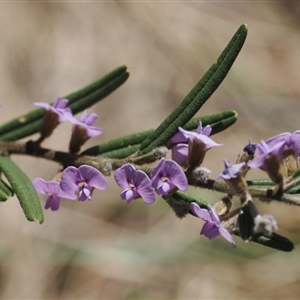 Hovea asperifolia subsp. asperifolia at Pinbeyan, NSW - 6 Sep 2024