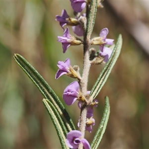 Hovea asperifolia subsp. asperifolia at Pinbeyan, NSW - 6 Sep 2024