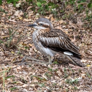 Burhinus grallarius at North Ward, QLD - 8 Jul 2024