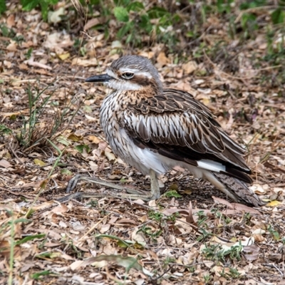 Burhinus grallarius (Bush Stone-curlew) at North Ward, QLD - 8 Jul 2024 by Petesteamer